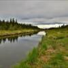 Swanson River
on a June
overcast day.