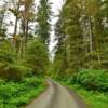 Northern forestry road.
Baranof Island, AK.