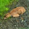 'Crouching' fawn.
along a POW Island back road.