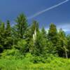 Dead tree amongst the
northern pines.
Tongass Forest.