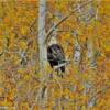 Beautiful Bald Eagle.
Near Salcha, AK.