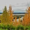 Tanana River.
Near Mile 311
Richardson Highway.