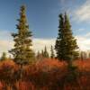 Sporadic Balsam Pines.
Mile 60
Nome-Council Road.