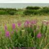 Assorted Alaska fireweed.
(Mile 20) Nome-Council Road.