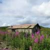 100-year old trappers cabin.     
Nome, Alaska.