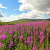 Another peek at the 
fluoresent lavander fireweed.
Nome, Alaska.