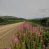 More brilliant fireweed.
Kougarok Road.