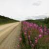 Kougarok Road.
Mile 40.
Glistening fireweed.