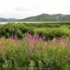 Summer fireweed &
Bendleben Mountains.
Mile 35.  Kougarok Road.