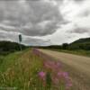 Mile 45
Kougarok Road.
Final peek at the fireweed.