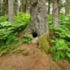 Thick northern balsam tree.
Seldovia, Alaska.