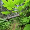 Rocky Ridge Trail.
Seldovia, Alaska.