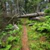 Rocky Ridge Trail.
Seldovia.