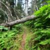 Rocky Ridge Trail.
Another fallen aspin.