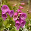 More lavender fox glove.
Seldovia.