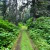 Access 'road' to
Rocky Ridge Trail.
Seldovia.