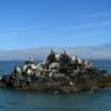 Northern puffins perched
on a tiny island.
Kackemak Bay.