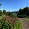 August fireweed.
Ismailof Island-Halibut Cove.