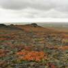 More beautiful September
ground flora.
Near Nome, Alaska.