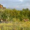 Alaskan Caribou.
Mile 103.
Dalton Highway.