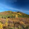 Northern Alaskan foliage.