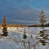 Frozen Muskeg.
Near Kenai, AK.