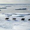 Musher Jeremy Keller
in the Iditorad race.
4 miles east of Nome.