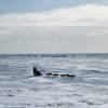 Another shot of an Iditarod musher along the Bering Sea.