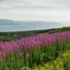 Florissant lavander Alaska fireweed.   
Homer Hill.