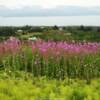 More lavishly brilliant summer fireweed.   
Homer Hill.