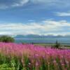 More brilliant lavender fireweed.
Southern Alaska.