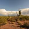 More desert flora.
Pima County, AZ.