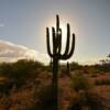 Southwest Arizona
in late-March.