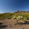 Organ Pipe National Monument.
Southern Arizona.