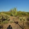 Evening in Organ Pipe
National Monument.