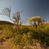 More desert shrubery.
Organ Pipe Monument.