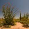 Organ Pipe Visitor Center
(grounds)
In early April.