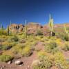 Organ Pipe Momument.
Southern Arizona.