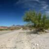 Desert Willow.
Along old Route 66.