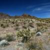 More dwarfed desert shrubbery.
Western Arizona.