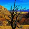 "Burnt tree" southern New Mexico