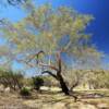 Beautiful southern willow.
Near Harshaw, AZ.