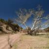 Another southern willow.
Near Mowry, AZ.