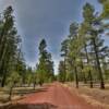 Coconino National Forest.
Near Williams, AZ.