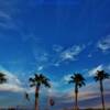 "Lone" Palm Trees-near Ajo, Arizona