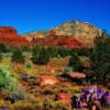 Various desert plants & ground flora-near Sedona, Arizona