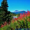 Alberta's Sunwapta River Valley amongst the August Fireweed