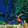 Relaxing Elk-near Jasper, Alberta