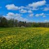 A myriad of spring dandelions.
Southern Quebec.