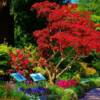 Oriental Plants-Butchart Gardens